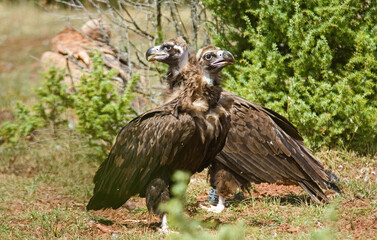 Obraz premium Vautour moine, .Aegypius monachus, Cinereous Vulture, Parc naturel régional des grands causses 48, Lozere, France