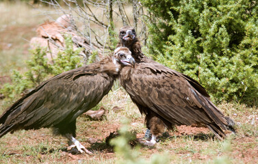 Obraz premium Vautour moine, .Aegypius monachus, Cinereous Vulture, Parc naturel régional des grands causses 48, Lozere, France