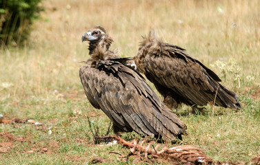 Obraz premium Vautour moine, .Aegypius monachus, Cinereous Vulture, Parc naturel régional des grands causses 48, Lozere, France