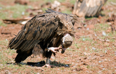 Vautour moine, .Aegypius monachus, Cinereous Vulture, Parc naturel r&eacute;gional des grands causses 48, Lozere, France