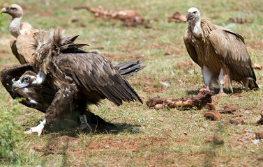 Fototapeta premium Vautour moine, .Aegypius monachus, Cinereous Vulture, Vautour fauve,.Gyps fulvus, Griffon Vulture, Parc naturel régional des grands causses 48, Lozere, France