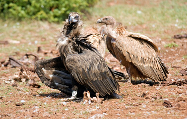 Obraz premium Vautour moine, .Aegypius monachus, Cinereous Vulture, Vautour fauve,.Gyps fulvus, Griffon Vulture, Parc naturel régional des grands causses 48, Lozere, France