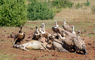 Obraz premium Vautour fauve,.Gyps fulvus, Griffon Vulture, Parc naturel régional des grands causses 48, Lozere, France