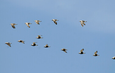 Pluvier argenté,.Pluvialis squatarola, Grey Plover