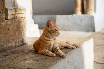 Moscheekatze in Kairouan