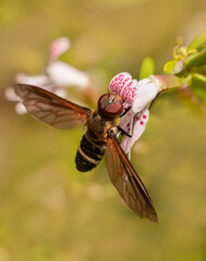 Close-up of Exoprosopa fasciata, a large bee fly, gathering nectar from the Florida endemic Dicerandra modesta, blushing scrub balm. Vertical