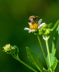 Close-up of the Double-banded Plushback hover fly, Palpada agrorum, facing the camera with...