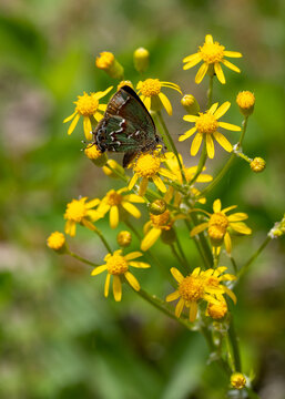 Closeup of a common juniper hairstreak, Callophrys Gryneus, sipping nectar from a yellow ragwort flower in the cedar glades. The olive green wings with tawny margins are closed. Vertical