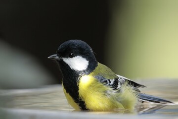 A Green Backed Tit (Parus monticolus) which is a small songbird native to the mountainous regions of Southern and Southeastern Asia © Rohan