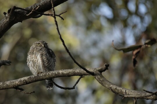 A collared pygmy owlet perched on the branch of a tree