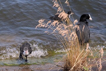 Eurasian coot (common coot, Australian coot, Fulica atra) chick at shore front. Juvenile aquatic bird at riverside with its parent. Baby waterbird on waterside embankment with adult