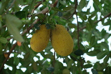 Young Jackfruit.  Close up detail of young jackfruit on the tree. Fresh young jack fruit