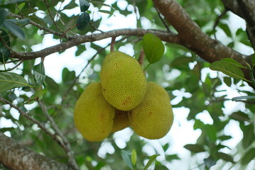 Young Jackfruit.  Close up detail of young jackfruit on the tree. Fresh young jack fruit