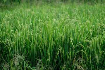Rice fields - close up details of paddy plants in the fields, paddy ready to be harvested, broad paddy fields