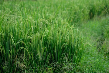 Rice fields - close up details of paddy plants in the fields, paddy ready to be harvested, broad paddy fields