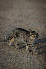 Obraz premium Curious Tabby Cat Walking on a Gravel Path Outdoors