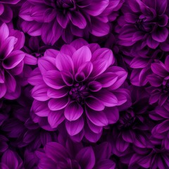 Fototapeta premium Close-up of a vibrant purple flower with delicate petals.
