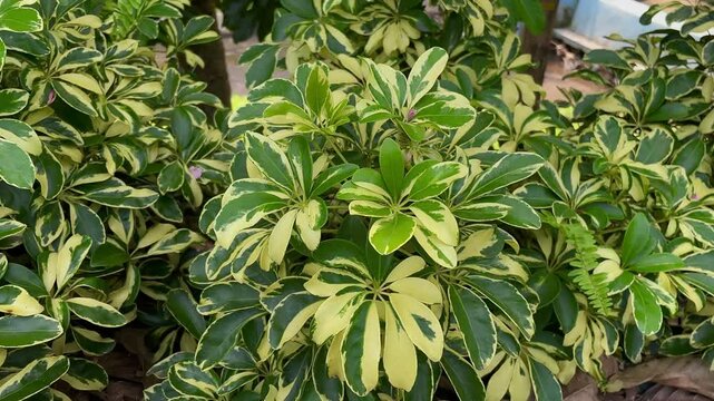 Schefflera arboricola (wali songo) with natural background. This plant common name is dwarf umbrella tree, as it appears to be a smaller version of the umbrella tree, Schefflera actinophylla.