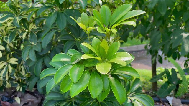 Schefflera arboricola (wali songo) with natural background. This plant common name is dwarf umbrella tree, as it appears to be a smaller version of the umbrella tree, Schefflera actinophylla.