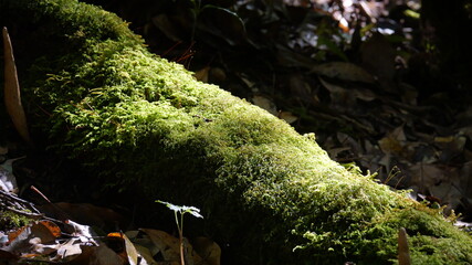 Obraz premium moss on the tree