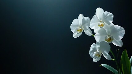 Fototapeta premium A collection of white blossoms resting atop a verdant foliage plant against a deep navy backdrop