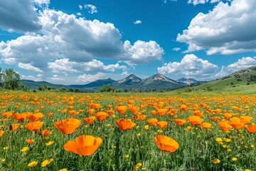 Naklejka premium Vibrant orange poppies and yellow flowers bloom in a sunny meadow under a blue sky