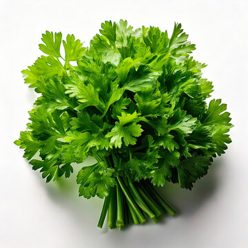 Small Bunch of Curly Parsley with Textured Leaves