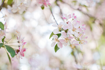 Obraz premium Spring in Prague, blossom background, macro photography