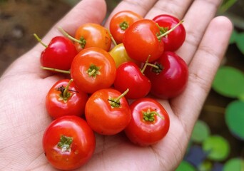 Barbados cherries in hand