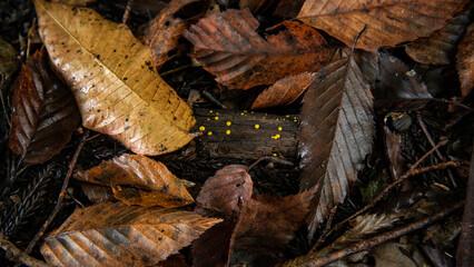 Decaying leaves on the ground