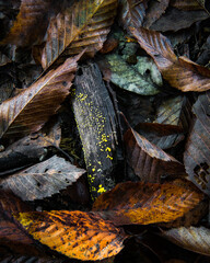 Decaying leaves on the ground