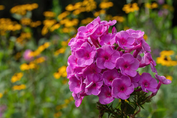 Pink phlox blooming against a background of yellow rudbeckia