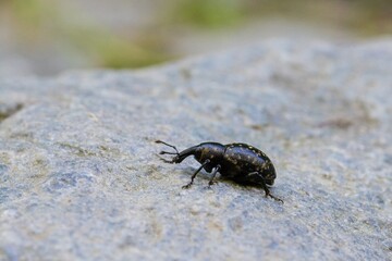 beetle on the ground