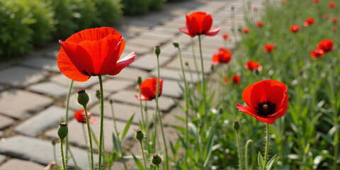 Fototapeta premium Bright red poppies blooming along a cobblestone path in a sunny garden