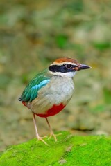 Fototapeta premium common kingfisher on the ground