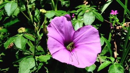 flowers in the garden
