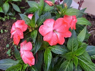 pink hibiscus flower