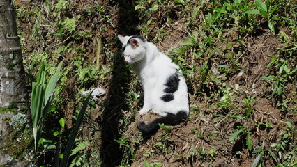 cat on the grass