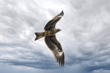 Fototapeta premium eagle in the sky