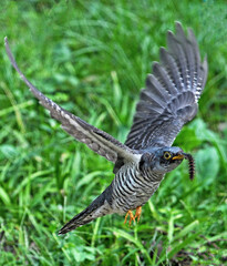 Fototapeta premium common buzzard buteo