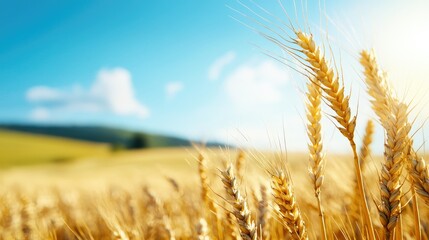Naklejka premium A close-up view of golden wheat stalks swaying gently in the breeze under a bright blue sky, capturing the beauty of a bountiful summer harvest in the countryside.