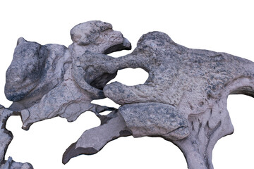 The trees.Rocks and Stone on the Mountain .Isolated on White background