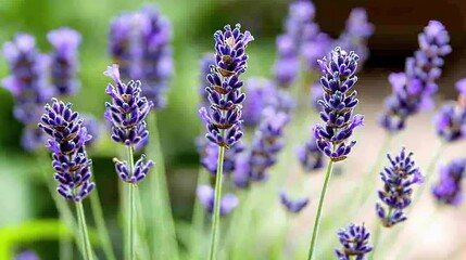 Fototapeta premium A photo of Lavender flowers close-up on a green field with a building in the background