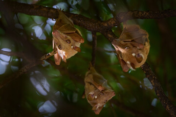 Peters's epauletted fruit bat, Epomophorus crypturus, species of megabat sitting on green tree in...