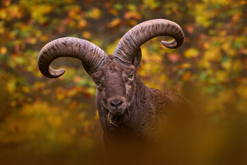 East Caucasian tur, Capra cylindricornis, close-up detail portrait in the orange yellow autumn...