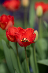 Nahaufnahme einer orange-roten Tulpenbl&uuml;te mit unscharfem Hintergrund