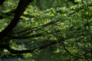 Fototapeta premium Sonnenlicht durchleuchtet frische Frühlingsblätter im Wald