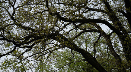 Dichte Baumkronen im Wald