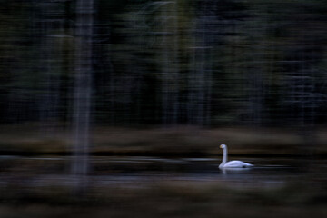 Art view on nature, move blurry image of bird. Whooper Swan, Cygnus cygnus, big white bird in the taiga lake in the summer forest, Kuhmo, Finland. Piar of swansin the nature habitat. Euurope, wildlife