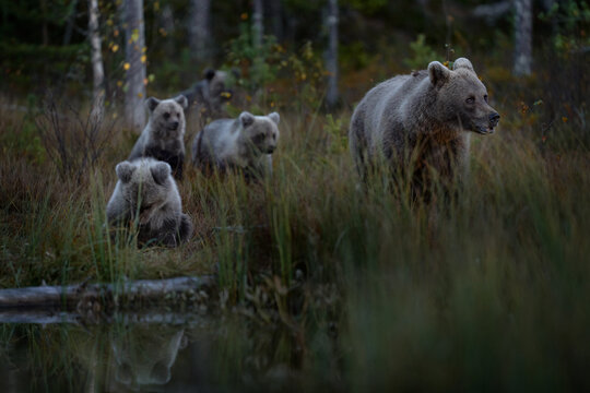 Bear with four young cub in yellow forest. Autumn trees with bear, face portrait. Beautiful brown bear walking around lake, fall colours, Finland wildlife. Four baby baers in the nature.